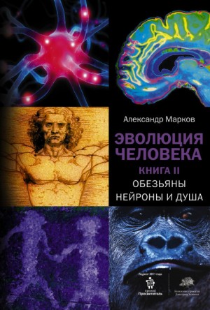Эволюция человека: 2. Обезьяны, нейроны и душа